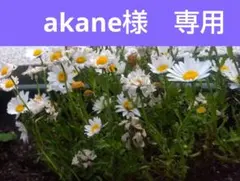 akane様 リクエスト 2点 まとめ商品