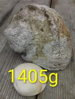 夜光貝 　大きめ1405g　ルアーやアクセサリー材料などに