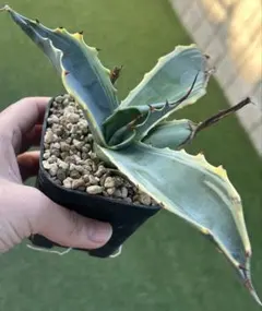 2026年最新】フェロックス 錦 アガベの人気アイテム - メルカリ