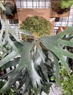 2026年最新】FSQ ビカクシダの人気アイテム - メルカリ