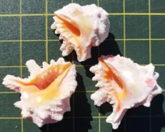 2025年最新】イガレイシの人気アイテム - メルカリ