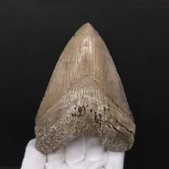 2026年最新】化石 メガロドンの人気アイテム - メルカリ