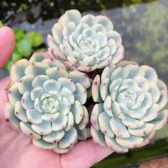 2025年最新】ピンクミニマ錦の人気アイテム - メルカリ