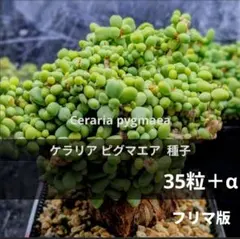 ケラリア ピグマエア の種 自家採種 35粒＋α 7/23〜 採種 匿名配送のサムネイル