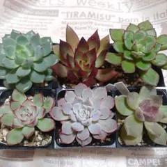 多肉植物　ジョアンダニエル錦　微根 多肉植物 ジョアンダニエル - メルカリ