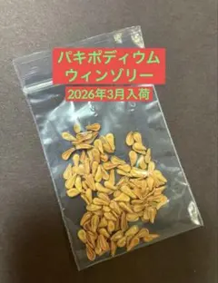 最新 2026年2月採取 パキポディウム ウィンゾリー 種子 40粒 国内実生 2026/3月入荷 新鮮種子 20粒+α パキポディウムウィンゾリー ② - メルカリ