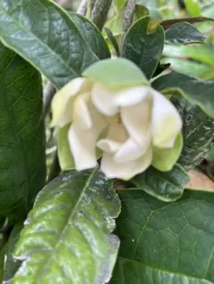 なおちゃん様専用です。 枇杷の葉同梱新鮮野菜詰め合わせです。