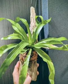 dodoria113様 リクエスト 2点 まとめ商品