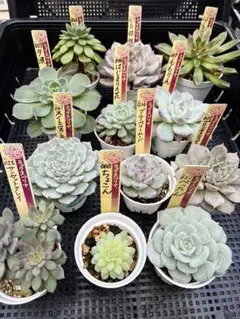 2025年最新】おらいさんの人気アイテム - メルカリ