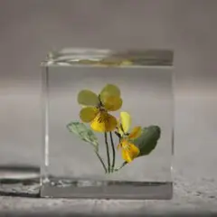 ミニビオラの植物標本(5cm角）
