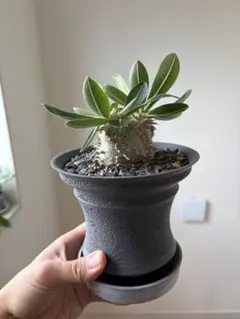 Pachypodium Bicolor 塊根植物 コーデックス - メルカリ