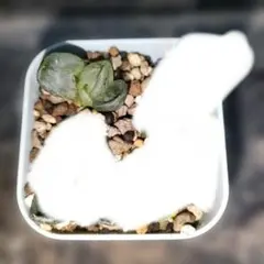 m*u様 ハオルチア　コクリコ嬢