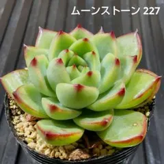 歩様 リクエスト 3点 まとめ商品