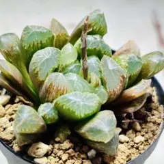 26d ハオルチア　多肉植物　大縄帝玉扇錦　自家繁殖 2025年最新】玉扇錦の人気アイテム - メルカリ