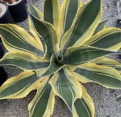 2025年最新】リップルエフェクト アガベの人気アイテム - メルカリ