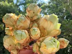 新入荷　グリーノビア　翡翠群生株　アエオニウム　多肉植物　I苗のサムネイル