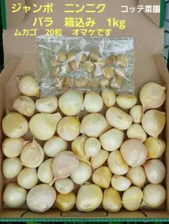 ジャンボ　ニンニク　バラ箱込み　1kg ムカゴ　20粒　オマケのサムネイル