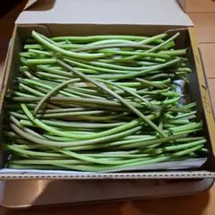 長野県産　さつまいも茎　800g 箱込み