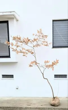 2026年最新】山採り ヤマコウバシの人気アイテム - メルカリ