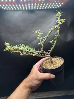 2026年最新】サルコカウロン バンデリエティアエの人気アイテム - メルカリ