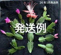 豪華セット　デンマークカクタス　蕾付き含め人気種 挿し穂お任せ10カットセット