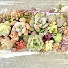 【現品】【多肉弁当（中）】★かわいい寄せ植え★アイスグリーン入り★16種