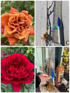 にゃおん様専用薔薇2苗ꫂ ၴႅၴ