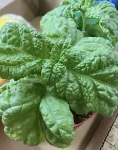 ナナ様 リクエスト 2点 まとめ商品