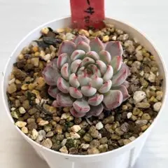 2026年最新】ザラゴーサspノバの人気アイテム - メルカリ