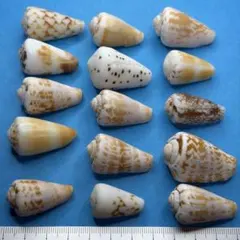 沖縄　貝殻No.78 3点セット