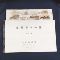 2025年最新】生薬 標本の人気アイテム - メルカリ