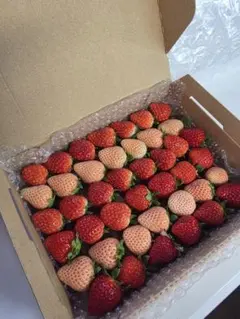 いちご　イチゴ　苺　食べ比べ　新鮮　減農薬