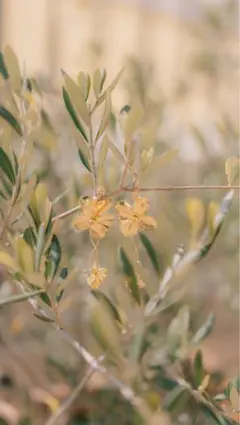 Item thumbnail for item 8b659afc-3462-4784-8f73-5efb70f20136