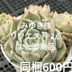 みゆき様 リクエスト 2点 まとめ商品