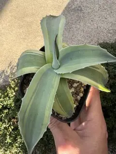 2025年最新】オバティフォリア キラーの人気アイテム - メルカリ