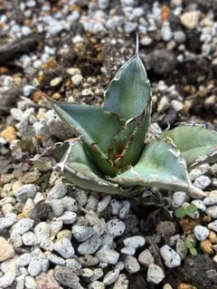 ぴーす RR様 リクエスト 2点 まとめ商品