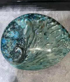 貝殻　ターコイズブルー　夜光貝　アバロンシェル 貝殻 ターコイズブルー 夜光貝 アバロンシェル アバロンシェル