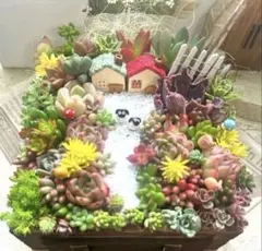 多肉植物寄せ植え そのまま飾れる 2つセット♡ - メルカリ