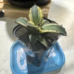 アガベ　ビッグトゥース　メルカリ便 2025年最新】アガベの人気アイテム - メルカリ