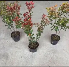 ★期間限定価格★ヒメシャリンバイ　3本セット