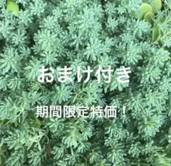 初心者様も大丈夫！強い品種！パリダム　カット苗＋おまけ　多肉植物　セダムのサムネイル