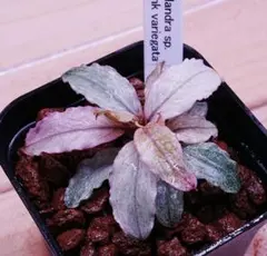 2026年最新】bucephalandra sp variegataの人気アイテム - メルカリ
