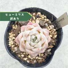 訳あり☆1苗【6cmポット/ヒューミリス】小苗 輸入苗　多肉植物