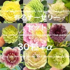 クリスマスローズ ソレイユ種子 6種類 - メルカリ
