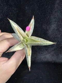 【可愛いミニチュア⭐︎ サンスベリア・ブルークローン】のサムネイル