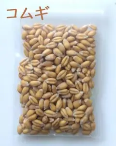 밀 종자 12g, 2025년에 수확한 밀 300알+알갱이 이상, 살충제 없음