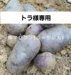 トラ様専用！長崎県産俵マゼランじゃがいも大10㎏