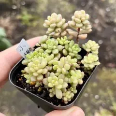 2025年最新】つぶつぶ屋 小梅の人気アイテム - メルカリ