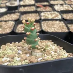 希少ユーフォルビア ハイブリッド ホリダ × 闘牛角 