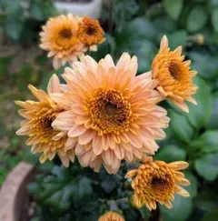 C キャラメル色のスプレーマム ☆エルマン☆ 冬至芽・菊苗・来季用！